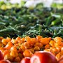 <p align=left>Moins de kiosques de légumes que j'aurais cru.